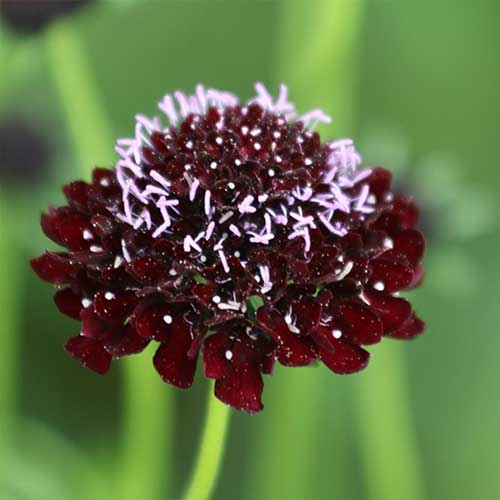 Black Knight Pincushion Flower Seeds