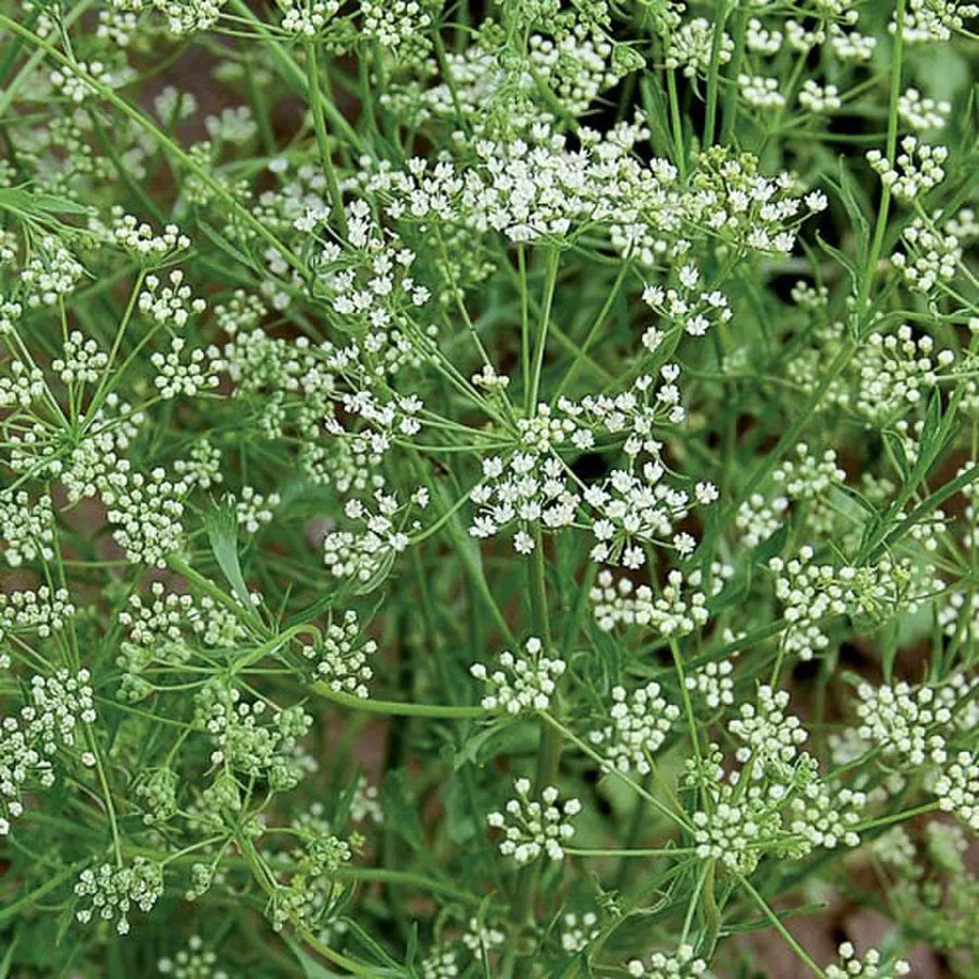 Anise, Pimpinella anisum Seeds
