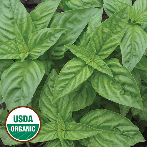 Genovese Basil Seeds