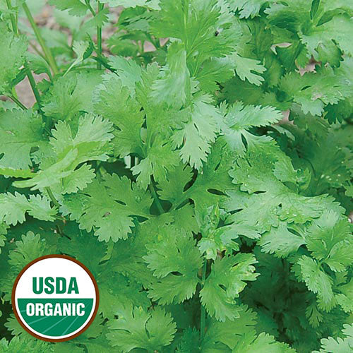 Cilantro Seeds, Organic