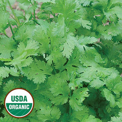 Cilantro Seeds, Organic
