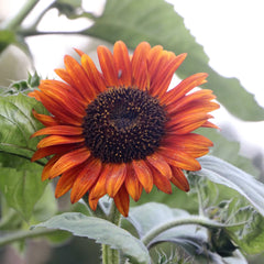 Organic Autumn Beauty Sunflower Seeds