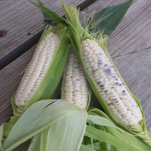 Hjerleid Blue Corn Seeds, Organic