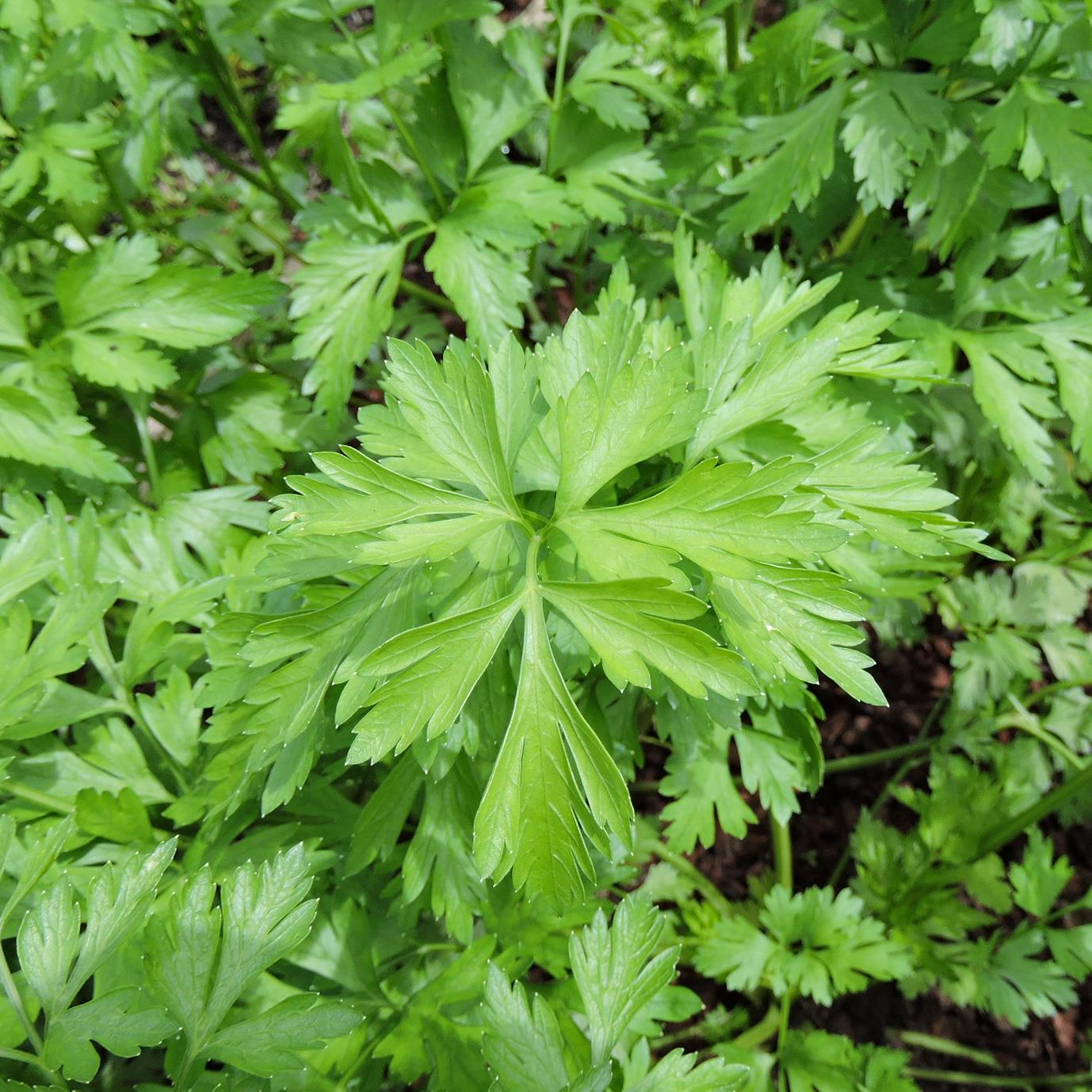 Hosszu Parsley Seeds, Organic