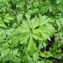 Hosszu Parsley Seeds, Organic