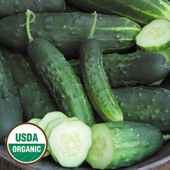 Organic Early Fortune Cucumber Seeds