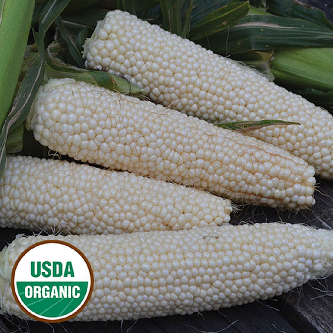 Organic Country Gentleman Corn Seeds