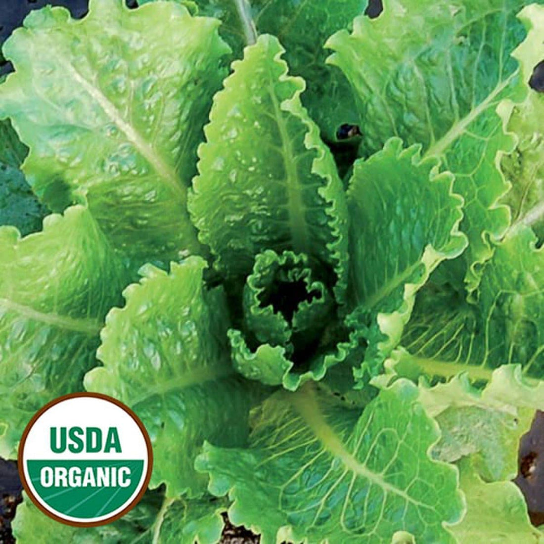 Organic Crisp Mint Lettuce Seeds