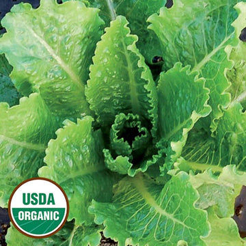 Organic Crisp Mint Lettuce Seeds