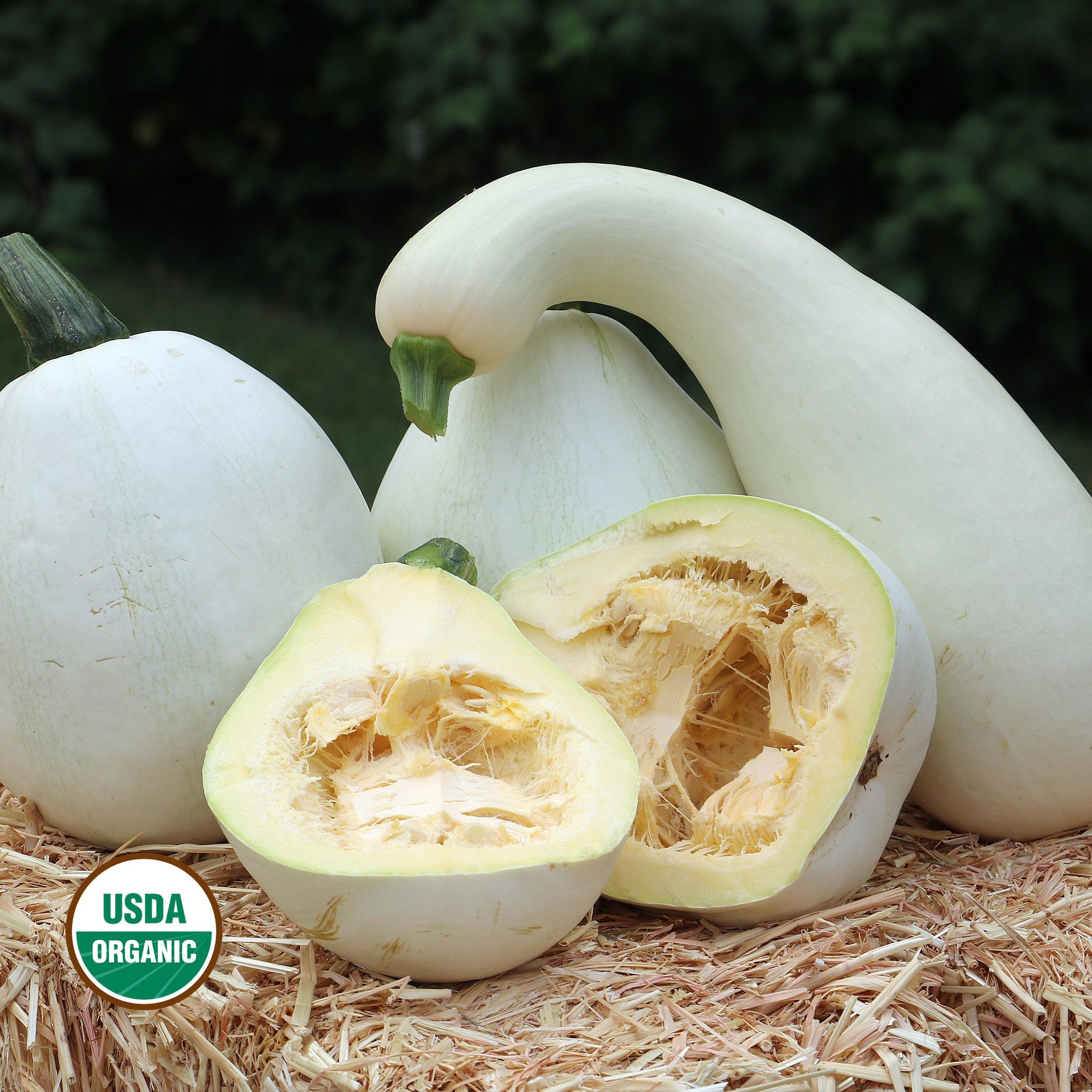 Fortna White Pumpkin Squash Seeds, Organic