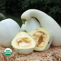 Fortna White Pumpkin Squash Seeds, Organic