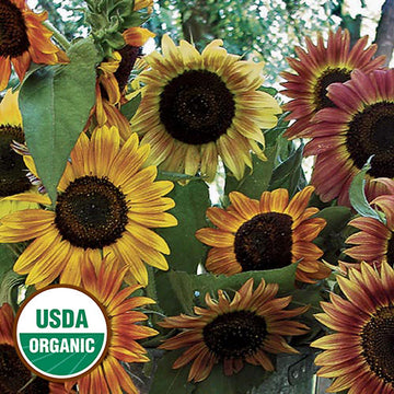 Evening Sun Sunflower, Organic