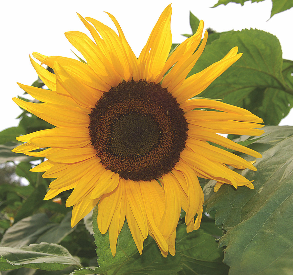 Organic Arikara Sunflower Seeds