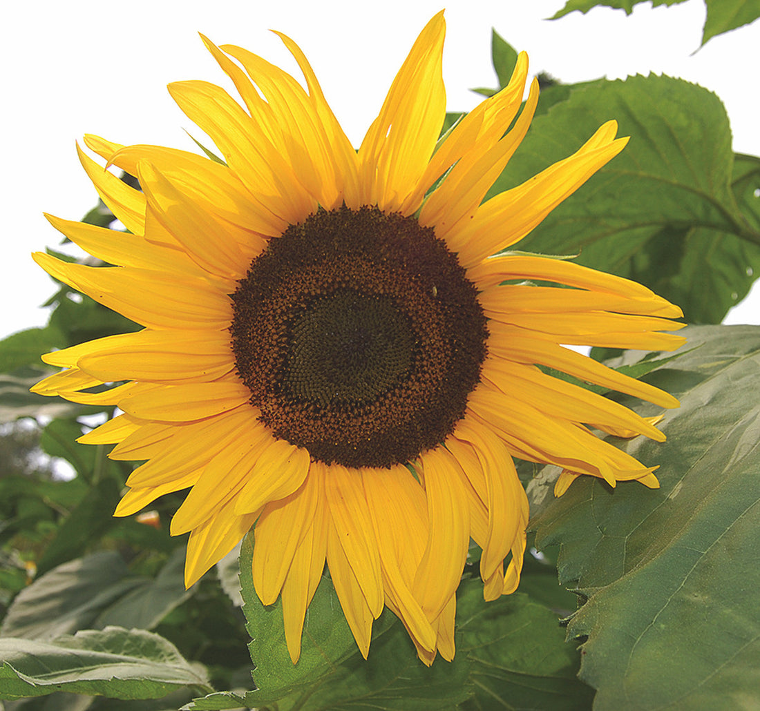 Organic Arikara Sunflower Seeds