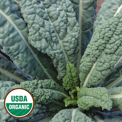 Lacinato Kale Seeds, Organic