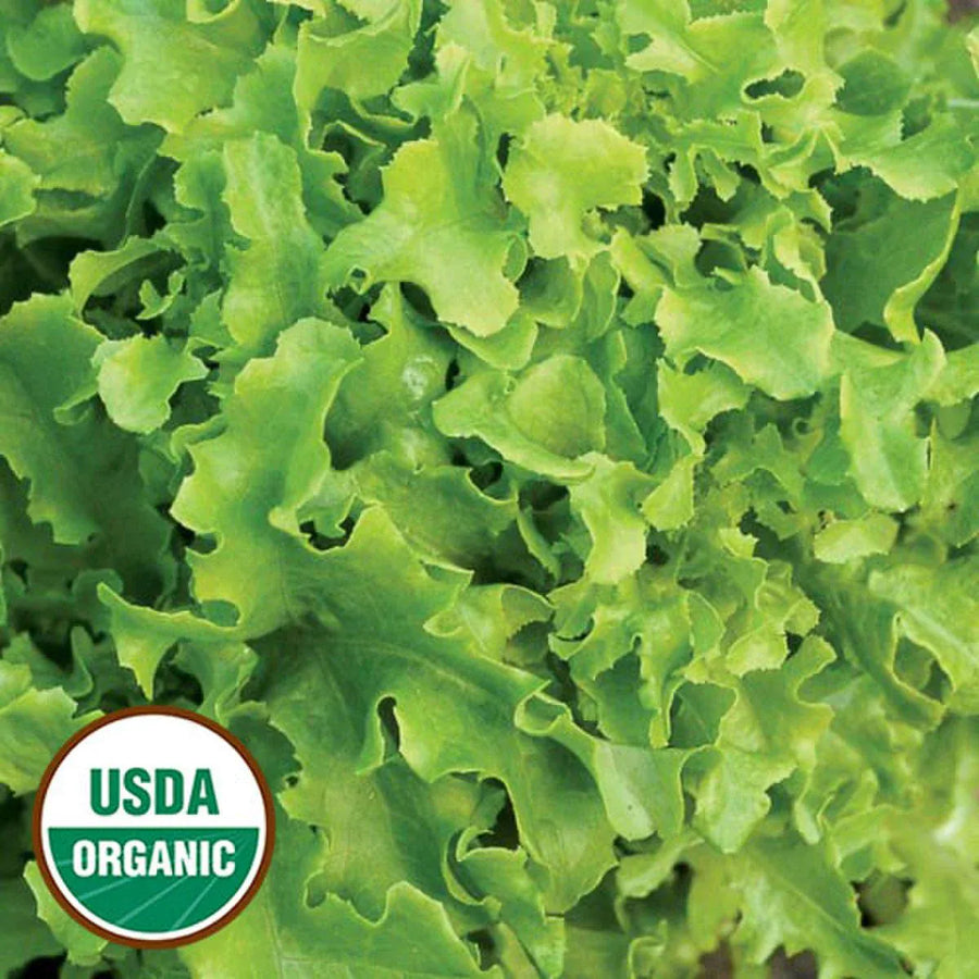 Organic Gold Rush Lettuce Seeds