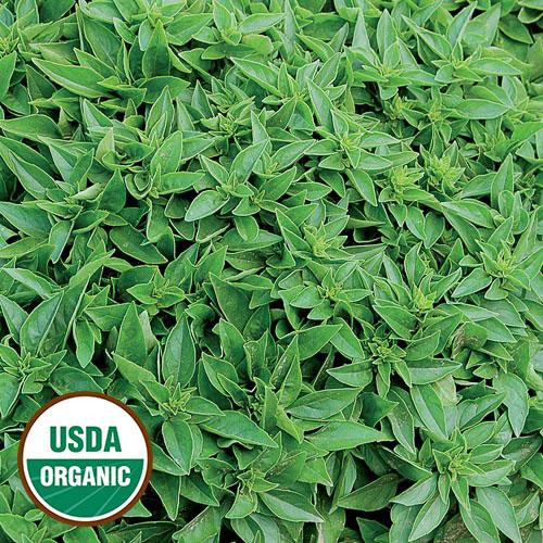 Globe Basil, Organic Seeds – Plant Material