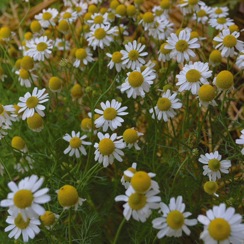 German Chamomile Seeds