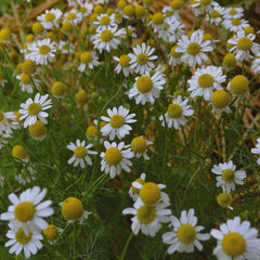 German Chamomile Seeds