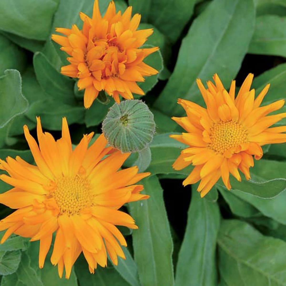 Radio Calendula