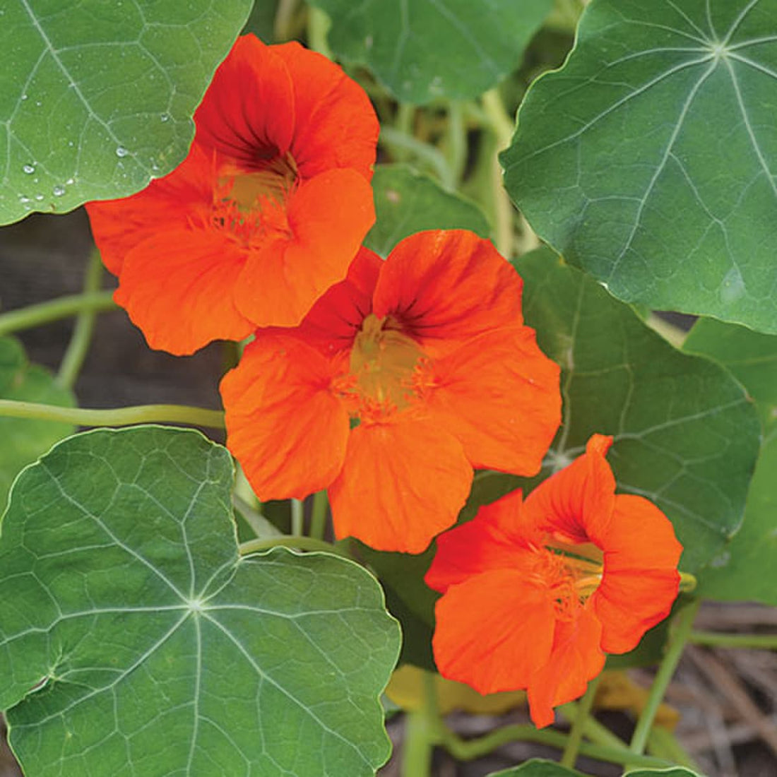 Empress of India Nasturtium Seeds