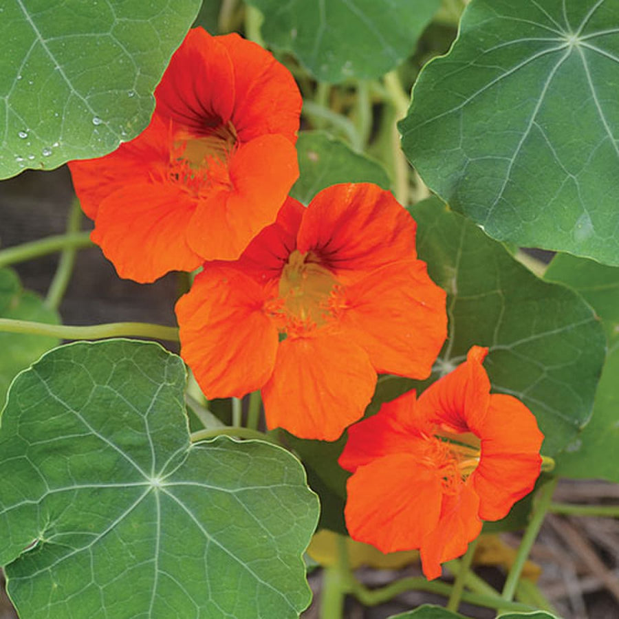 Empress of India Nasturtium Seeds