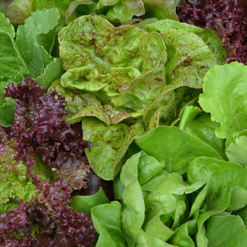 Lettuce Mix Seeds