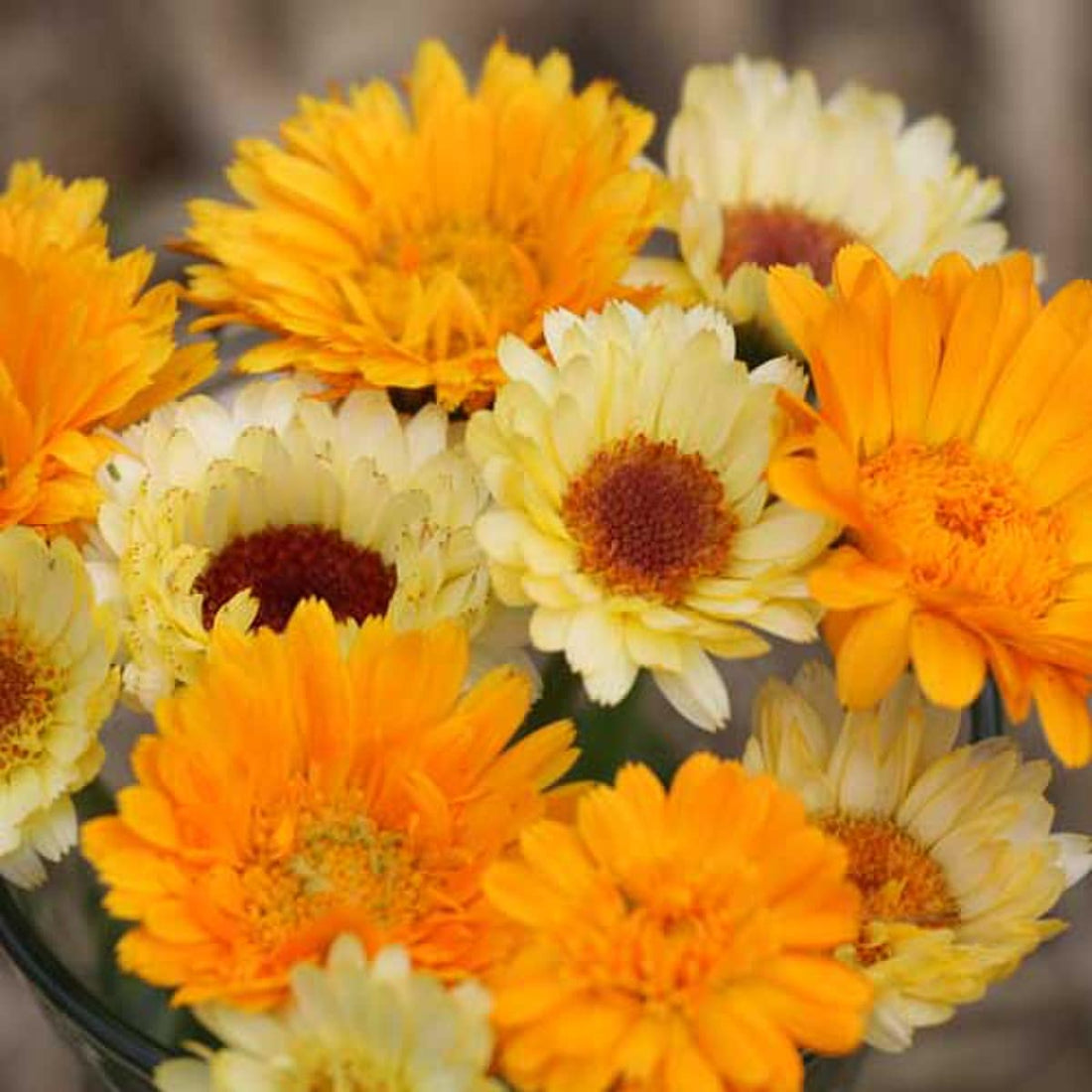 Calendula Mixture Seeds