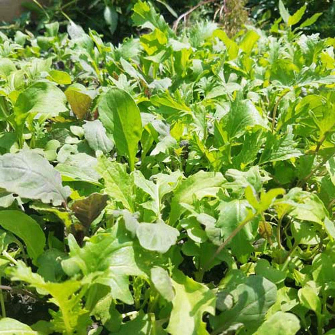 Organic Spicy Greens Mix Seeds
