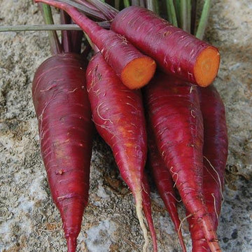 Dragon Carrot Seeds