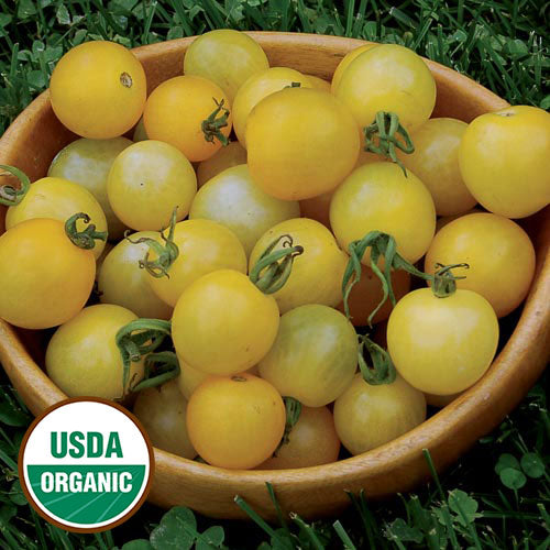 Lemon Drop Tomato Seeds, Organic