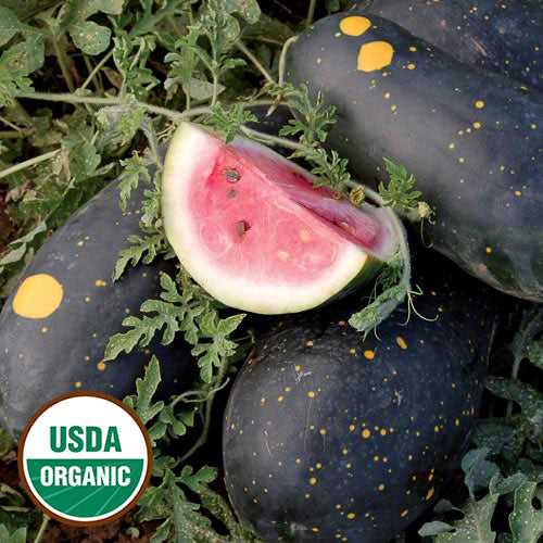  Moon + Stars Watermelon Seeds, Organic