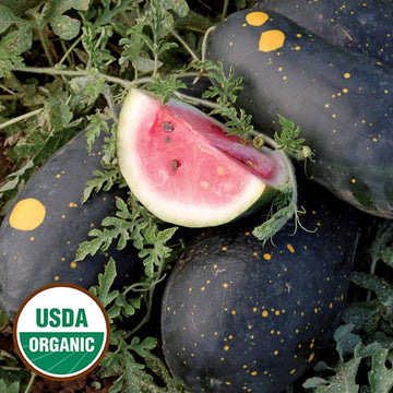  Moon + Stars Watermelon Seeds, Organic