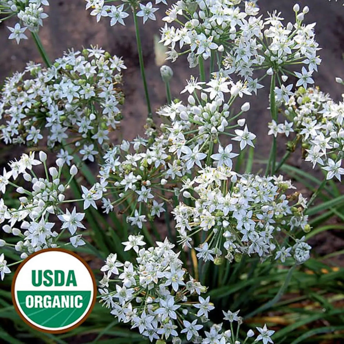 Garlic Chive Seeds, Organic
