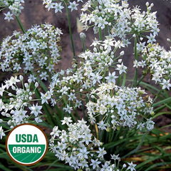 Garlic Chive Seeds, Organic