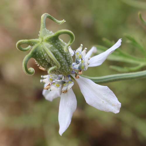 Black Cumin Seeds