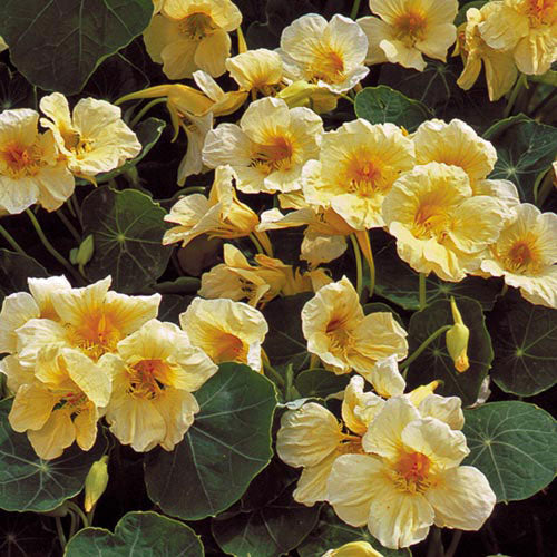 Milkmaid Nasturtium Seeds
