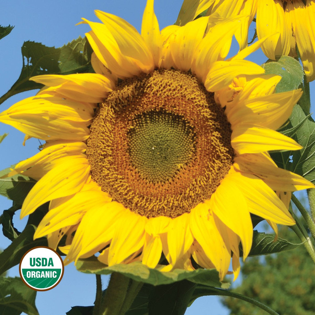 Organic Titan Sunflower Seeds