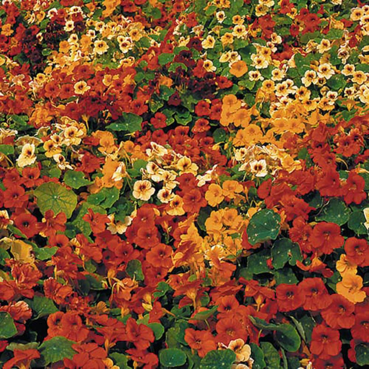 Tip Top Nasturtium