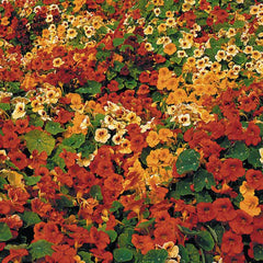 Tip Top Nasturtium