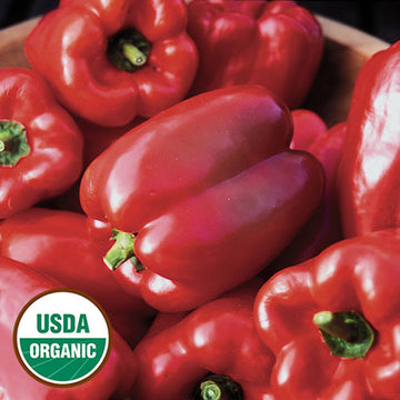 Organic King of the North Pepper Seeds