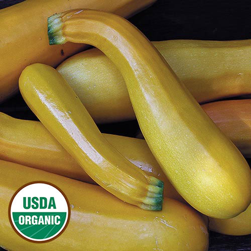Golden Zucchini Seeds, Organic – Plant Material
