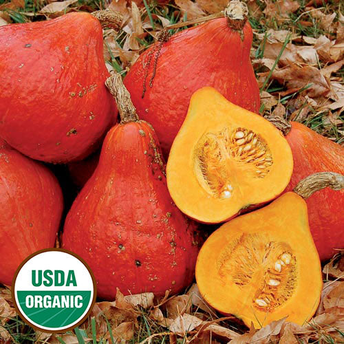 Potimarron Squash Seeds, Organic
