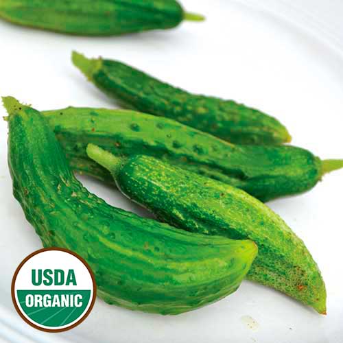 Parisian Pickling Cucumber Seeds, Organic Plant Material
