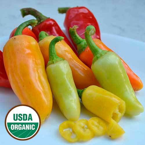Wenk's Yellow Hot Pepper Seeds, Organic