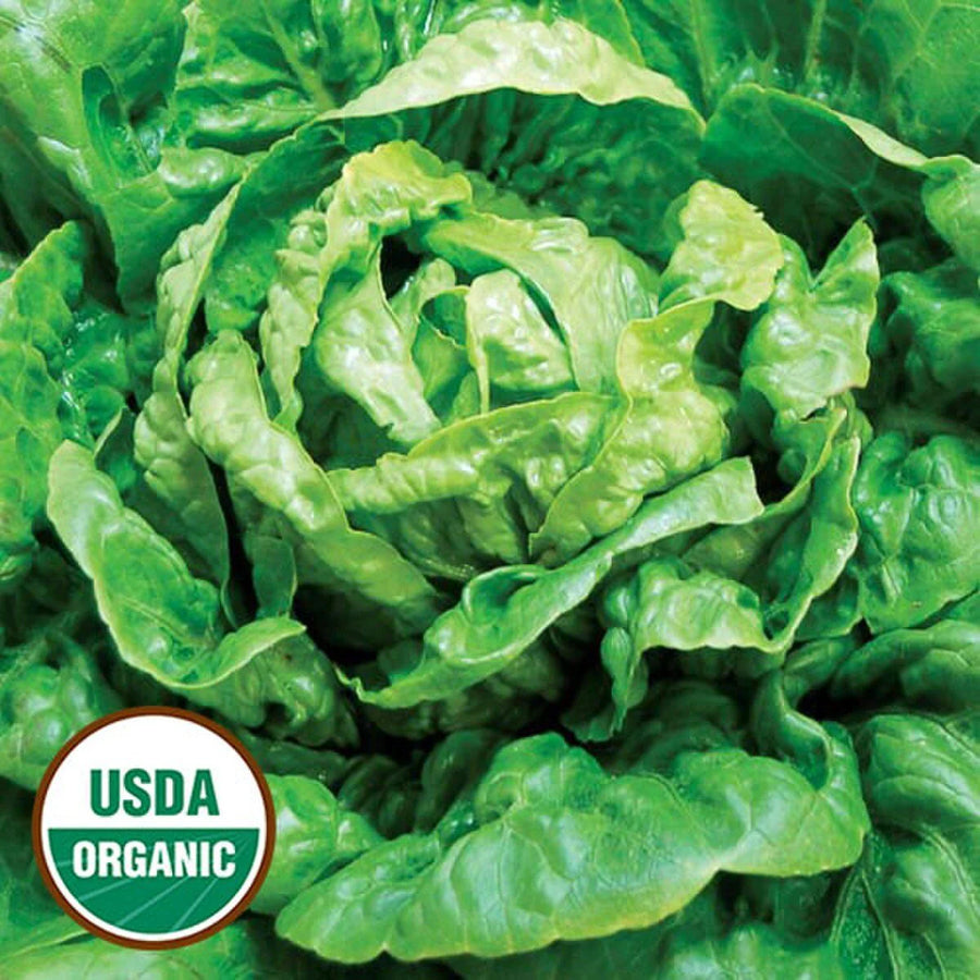 Organic Winter Density Lettuce Seeds