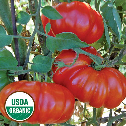 Rosso Sicilian Tomato Seeds, Organic