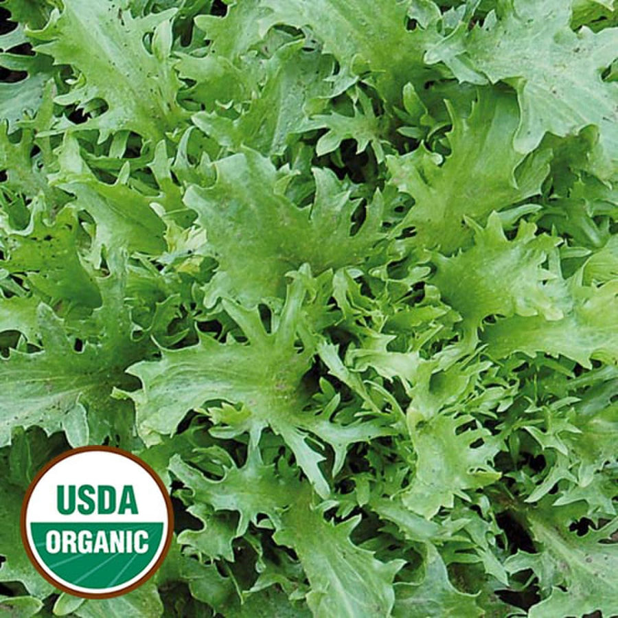 Organic Tres Fine Maraichere Endive Seeds