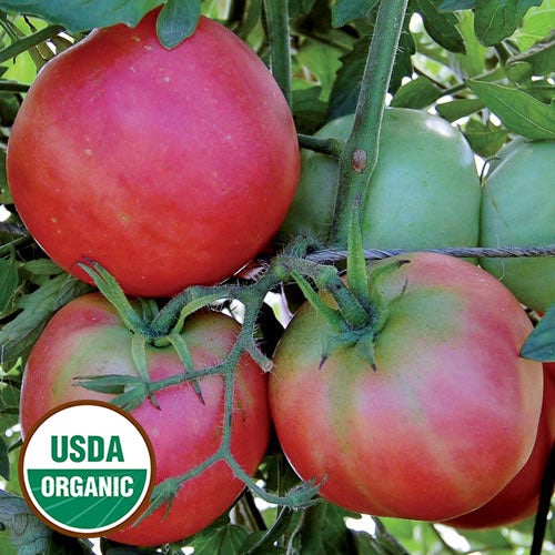 Peach Blow Sutton Tomato Seeds, Organic
