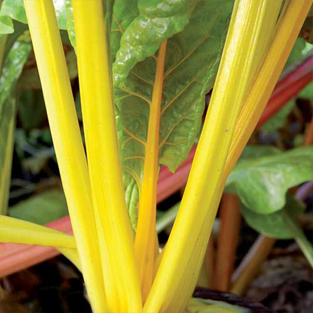 Organic Gold Silverbeet Swiss Chard Seeds